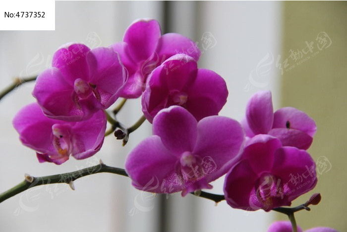 盛开的兰花花簇