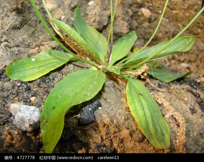 特写石头上的小草