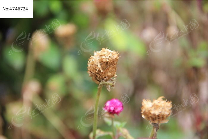 干枯的花朵