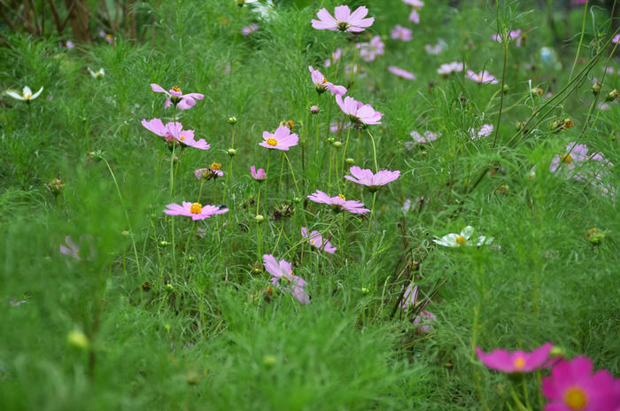 草地上的格桑花