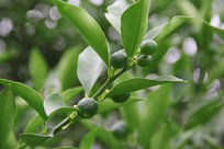 两棵小金桔图片,高清大图_树木枝叶素材