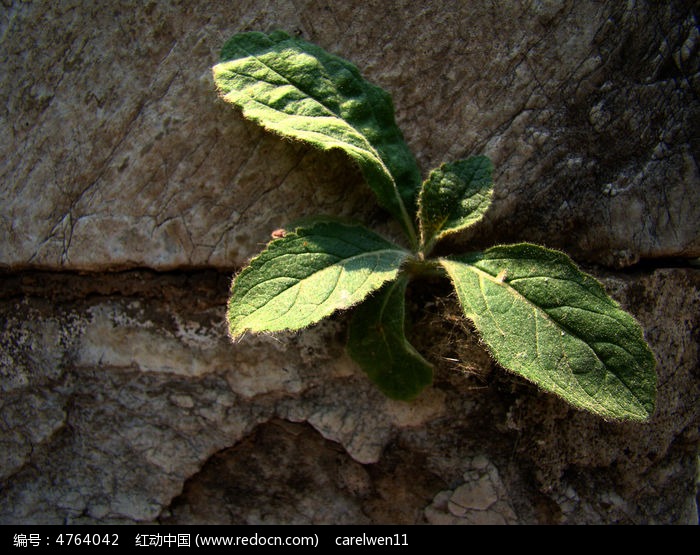 石头缝里的绿色植物