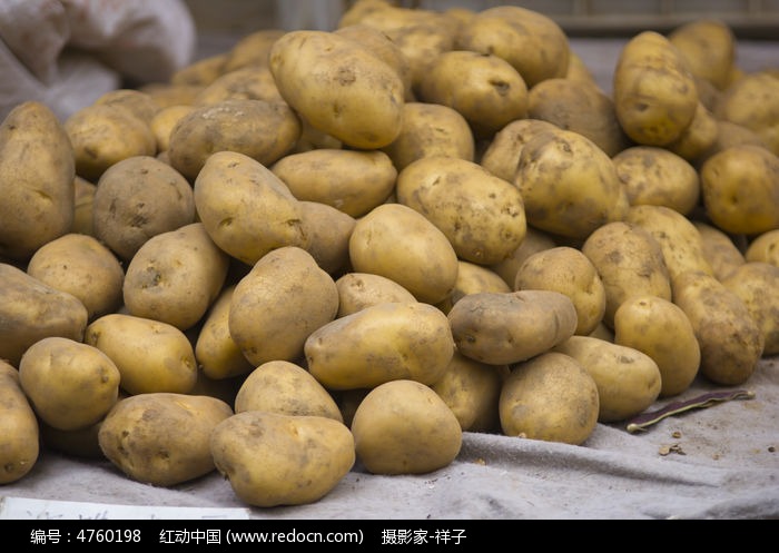 土豆高清图片下载_红动中国