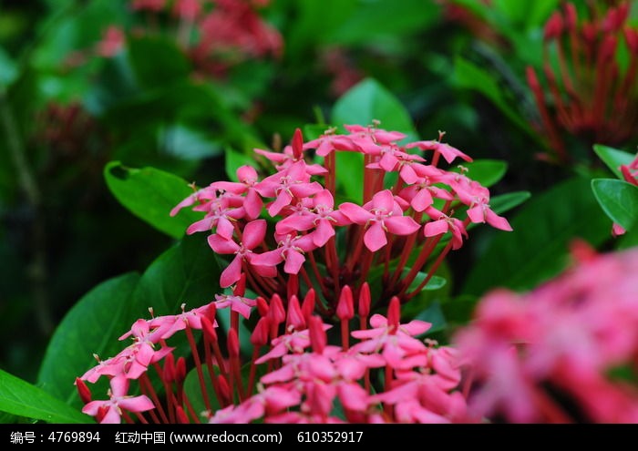 粉色龙船花