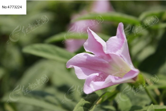 粉色的牵牛花