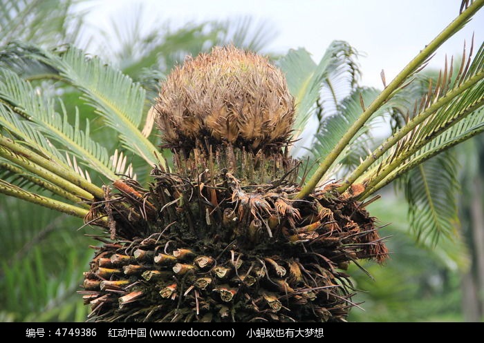 葵扇植物