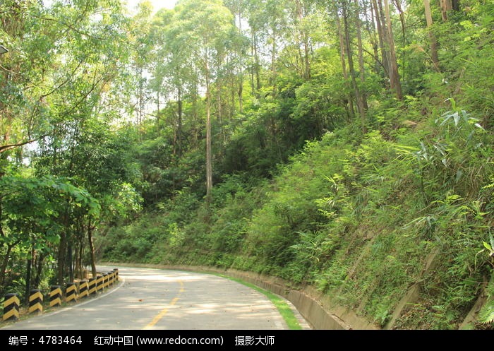 原创摄影图 自然风景 森林树林 山路