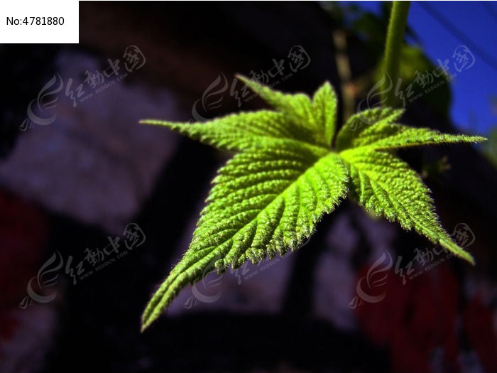 素材描述:红动网提供花卉花草精美高清图片下载,您当前访问图片主题是深色背景前的叶子,编号是4781880, 文件格式是JPG,拍摄设备是DSC-H50,您下载的是一个压缩包文件,请解压后再使用看图软件打开,色彩模式是,图片像素是3456*2592像素,素材大小 是3.55 MB。