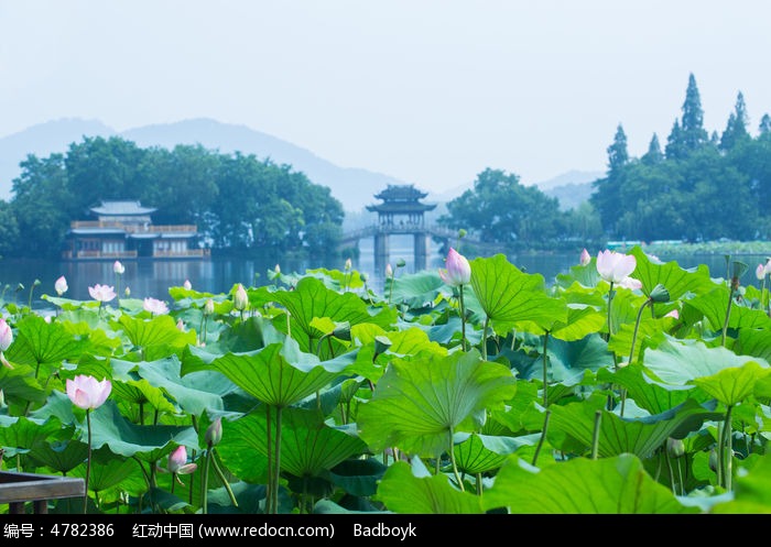 园林景观荷叶荷花高清图片下载_红动中国