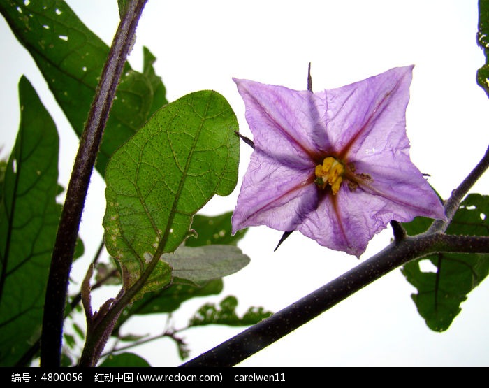 茄子花