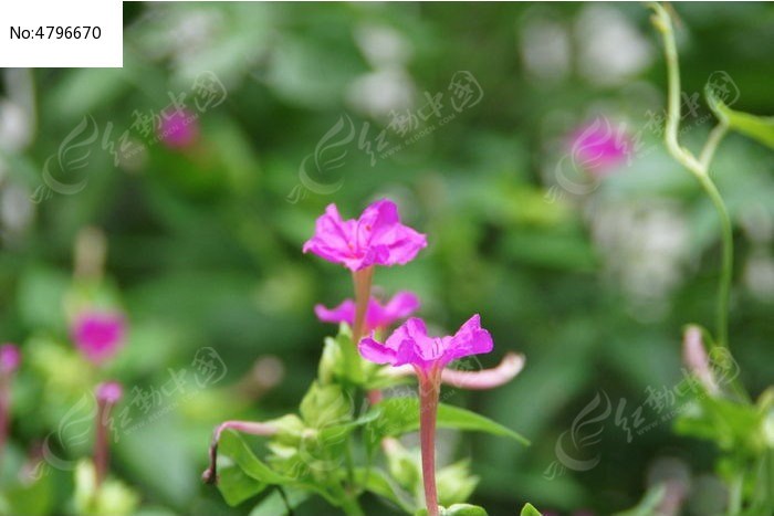 秋天的红草花