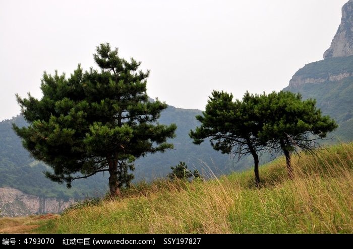 太行山上的松树