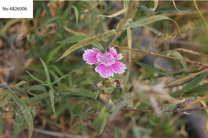 一朵小花