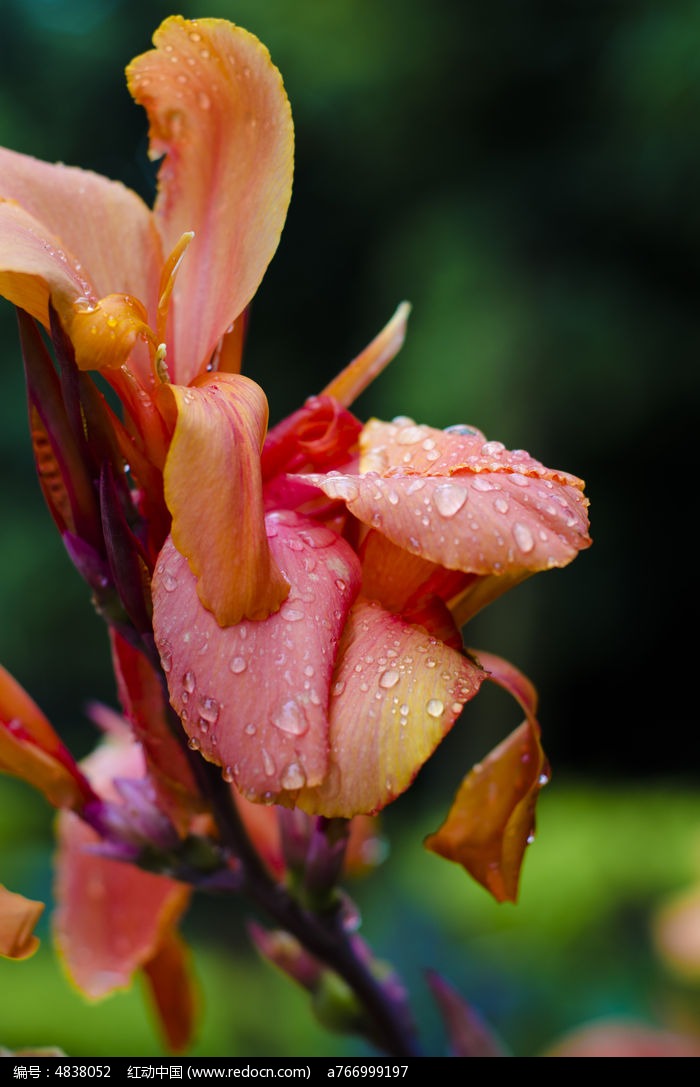 雨后花卉