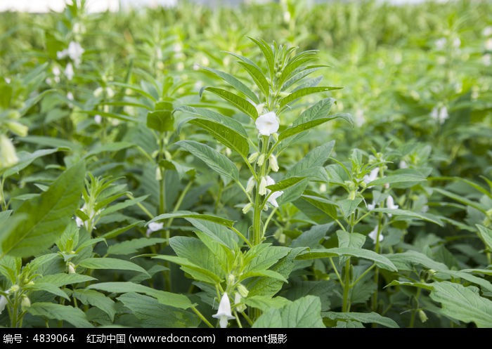 芝麻