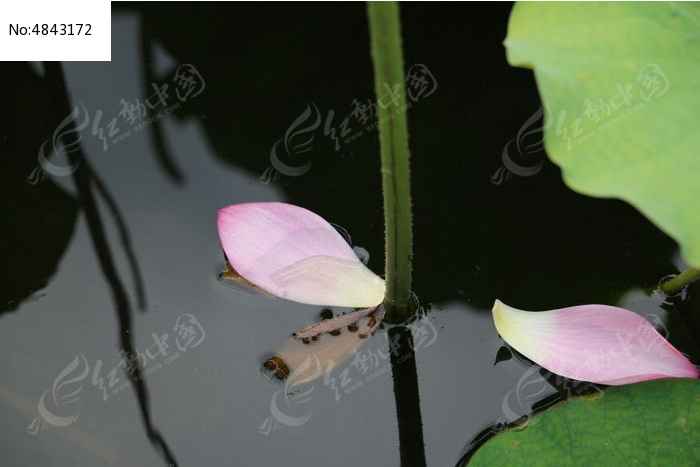 水里的花瓣