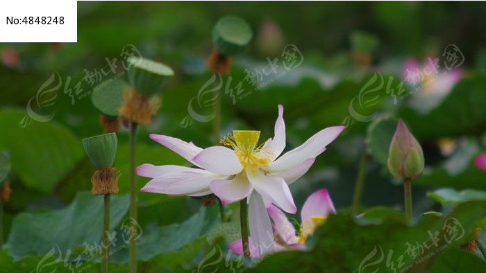 正在凋谢的白莲花