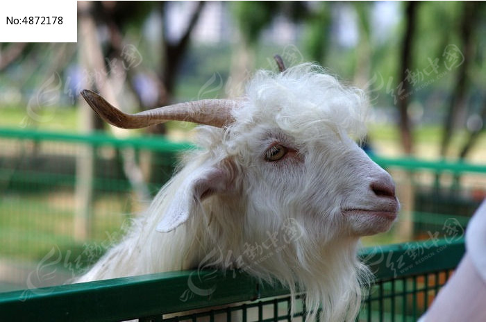 一只羊高清图片下载