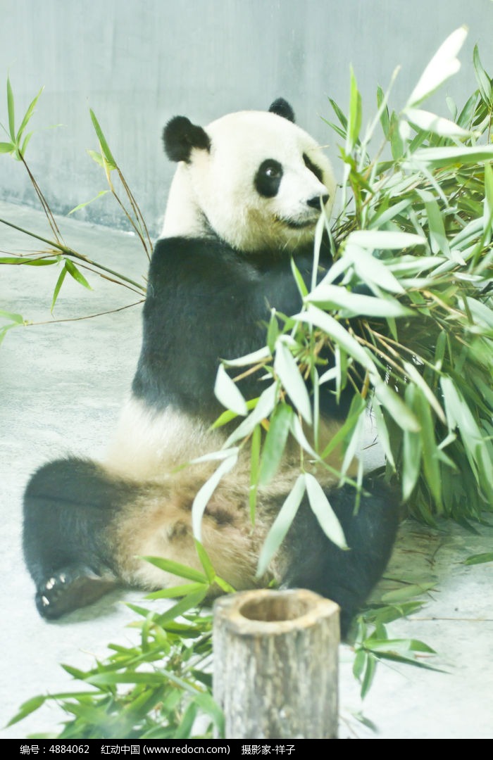 大熊猫高清图片下载(编号4884062)_红动网