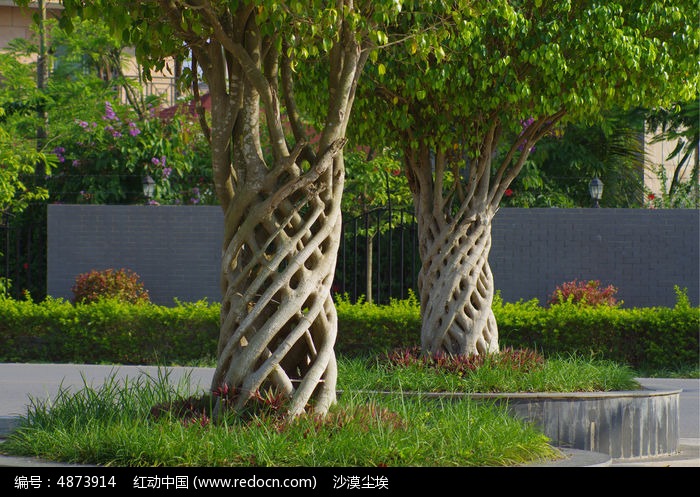 网状造型的榕树图片,高清大图_树木枝叶素材