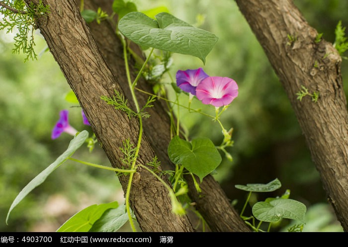 缠绕在树中牵牛花