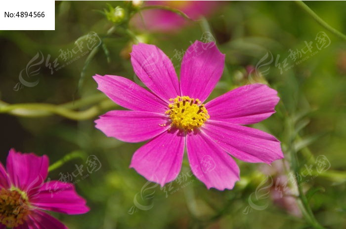 格桑花特写