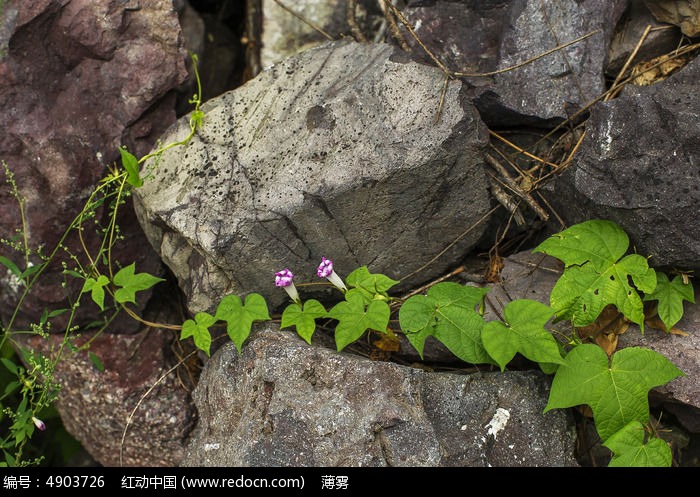 石缝上的牵牛花