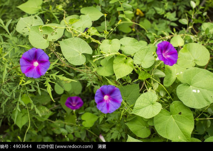 四朵紫色牵牛花