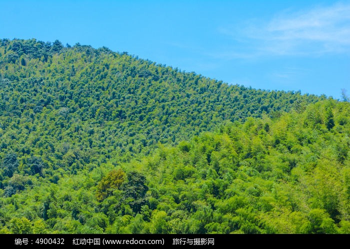 宜兴竹海风景区郁郁葱葱