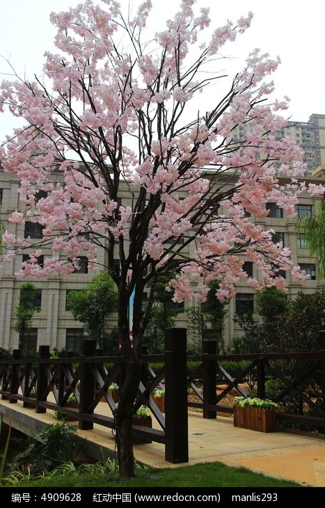 小区石桥旁的粉色樱花树