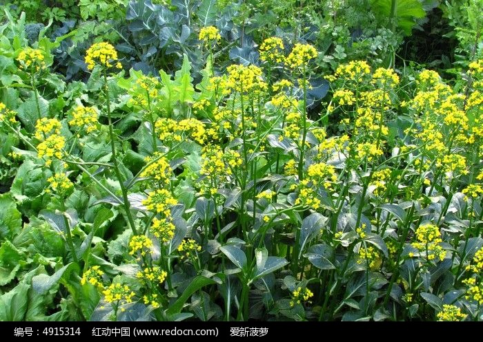 金黄的油菜花