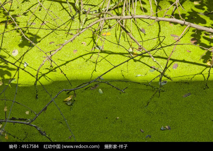 池塘的水藻