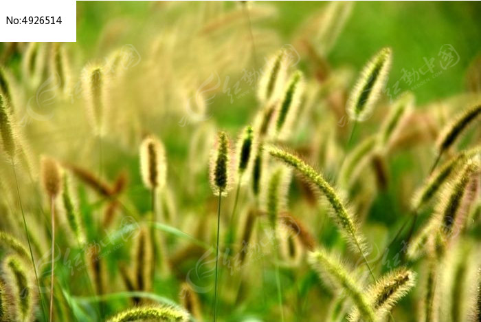 狗尾巴草