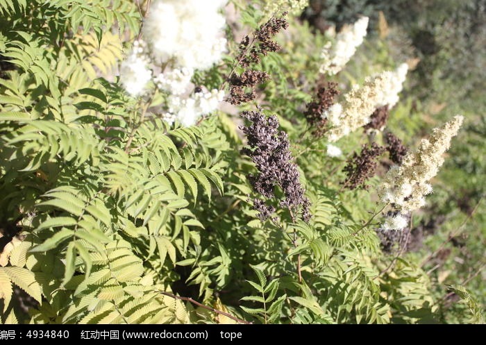 植物的根茎叶花果实