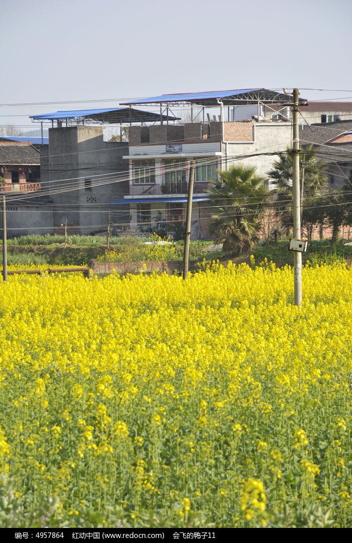 乡村农家的油菜花