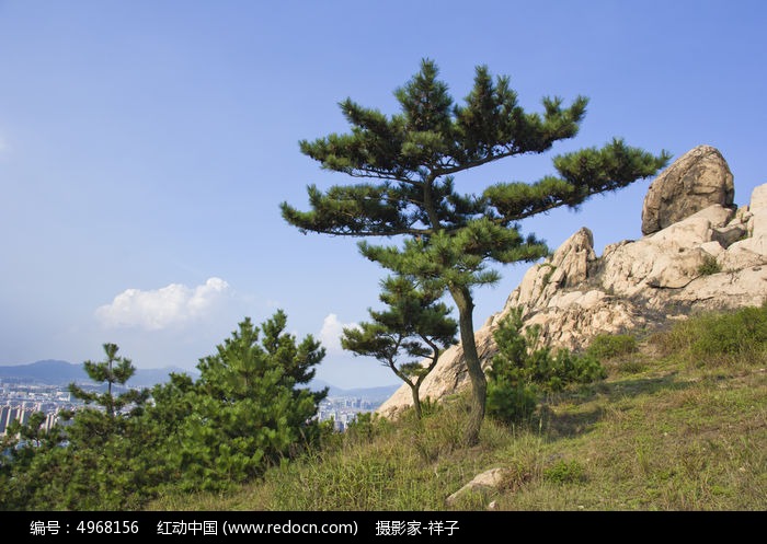 浮山的松树图片,高清大图_山峰山脉素材