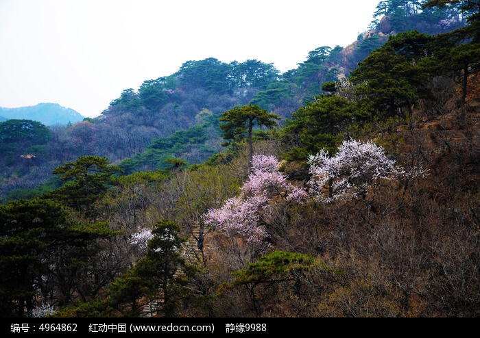 桃树,绿树与青山山林