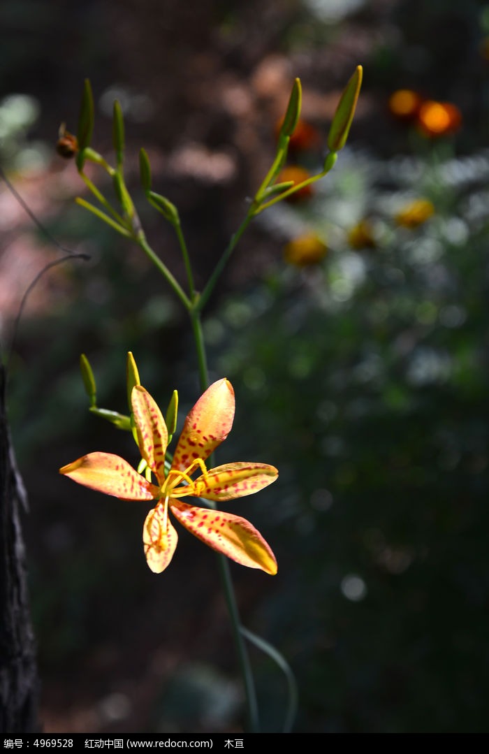 金针花