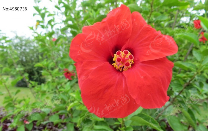 素材描述:红动网提供花卉花草精美高清图片下载,您当前访问图片主题是一朵紅花,编号是4980736, 文件格式是JPG,拍摄设备是Canon PowerShot SX240 HS,您下载的是一个压缩包文件,请解压后再使用看图软件打开,色彩模式是,图片像素是4000*2508像素,素材大小 是3.31 MB。
