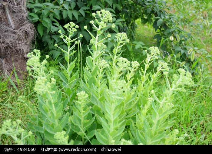 路边青植物