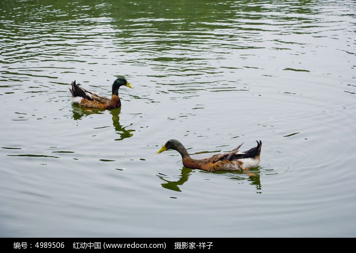 游泳的鸭子