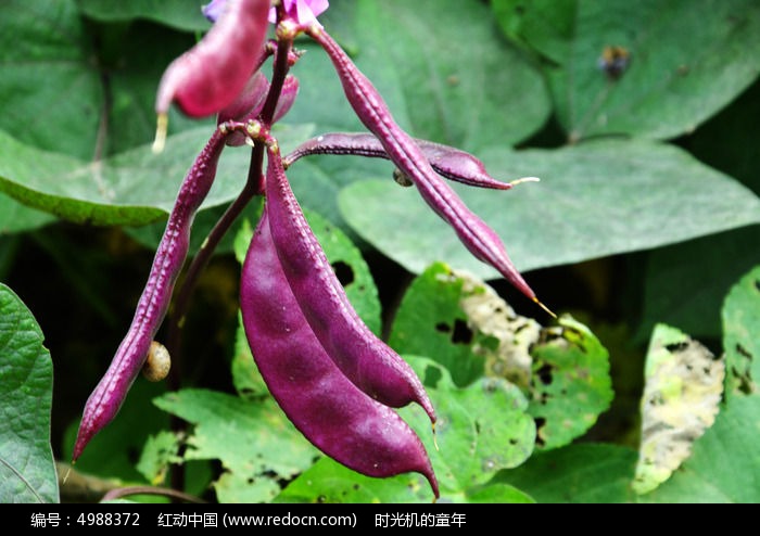 紫豌豆