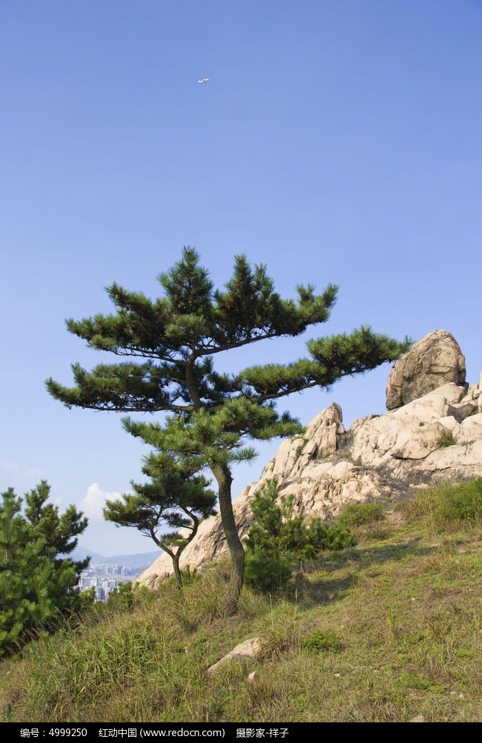 浮山的松树