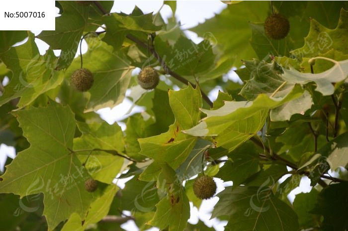 原创摄影图 动物植物 树木枝叶 法国梧桐的果实