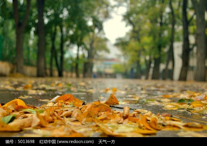 雨中秋叶