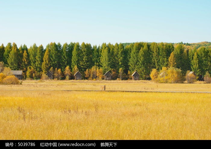 黄草地杨树林