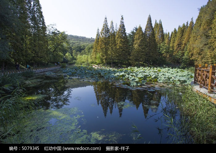 青岛的池塘风景