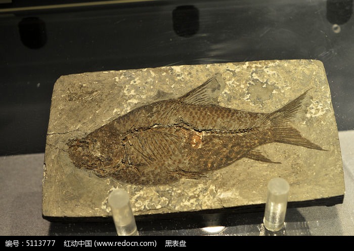 带刺的狼鳍鱼化石