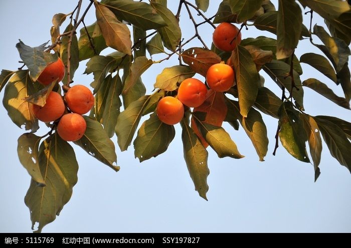 柿子图片,高清大图_水果蔬菜素材