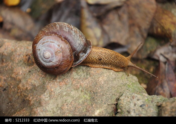 原创摄影图 动物植物 陆地动物 爬行的蜗牛